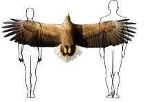 Comparative size of white-tailed eagle